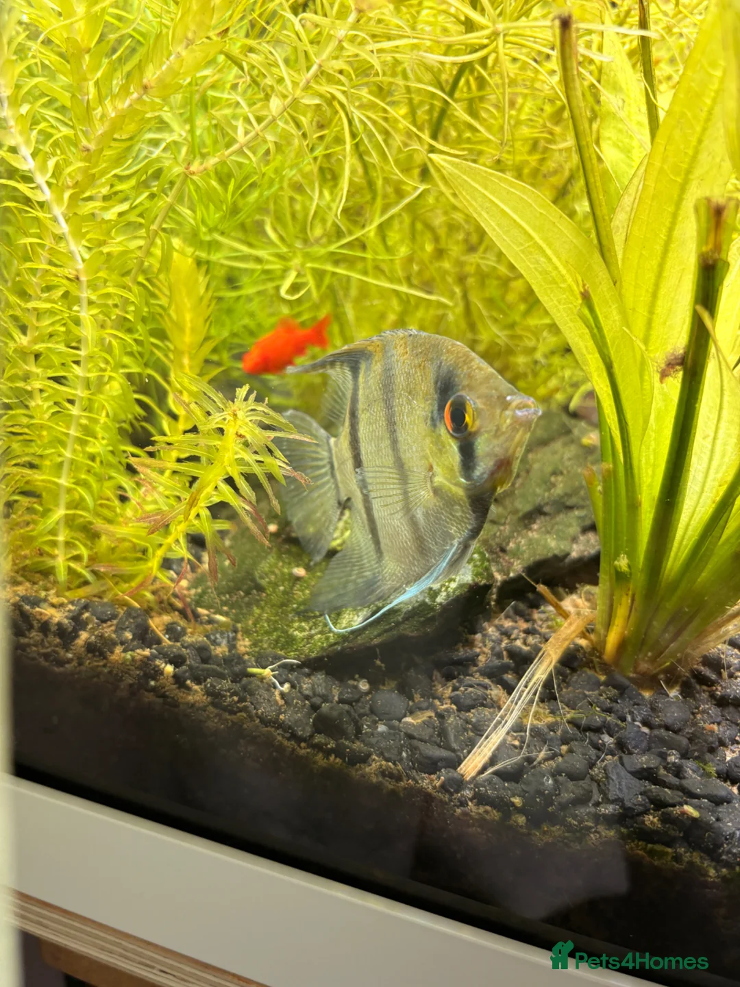 Live Bearers fish for sale: Fish for rehome  in Eastleigh - Advert 2