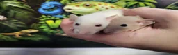 Rat rodents for sale: Dwarf Dumbo rats in Okehampton - Advert 2