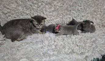British Shorthair cats - Advert 12