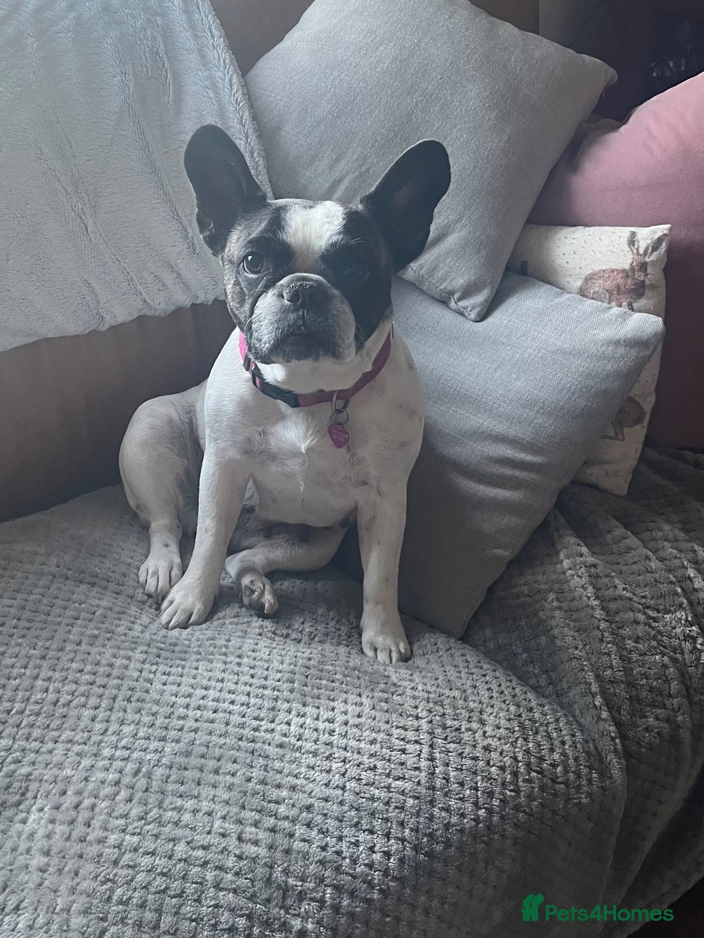 French Bulldog dogs French Bulldog Seeking Quiet Retirement Home - Advert 2