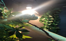 Chameleon reptiles for sale: DELUXE VIVARIUM+TWO JUVENILE YEMEN CHAMELEONS  - Image 4