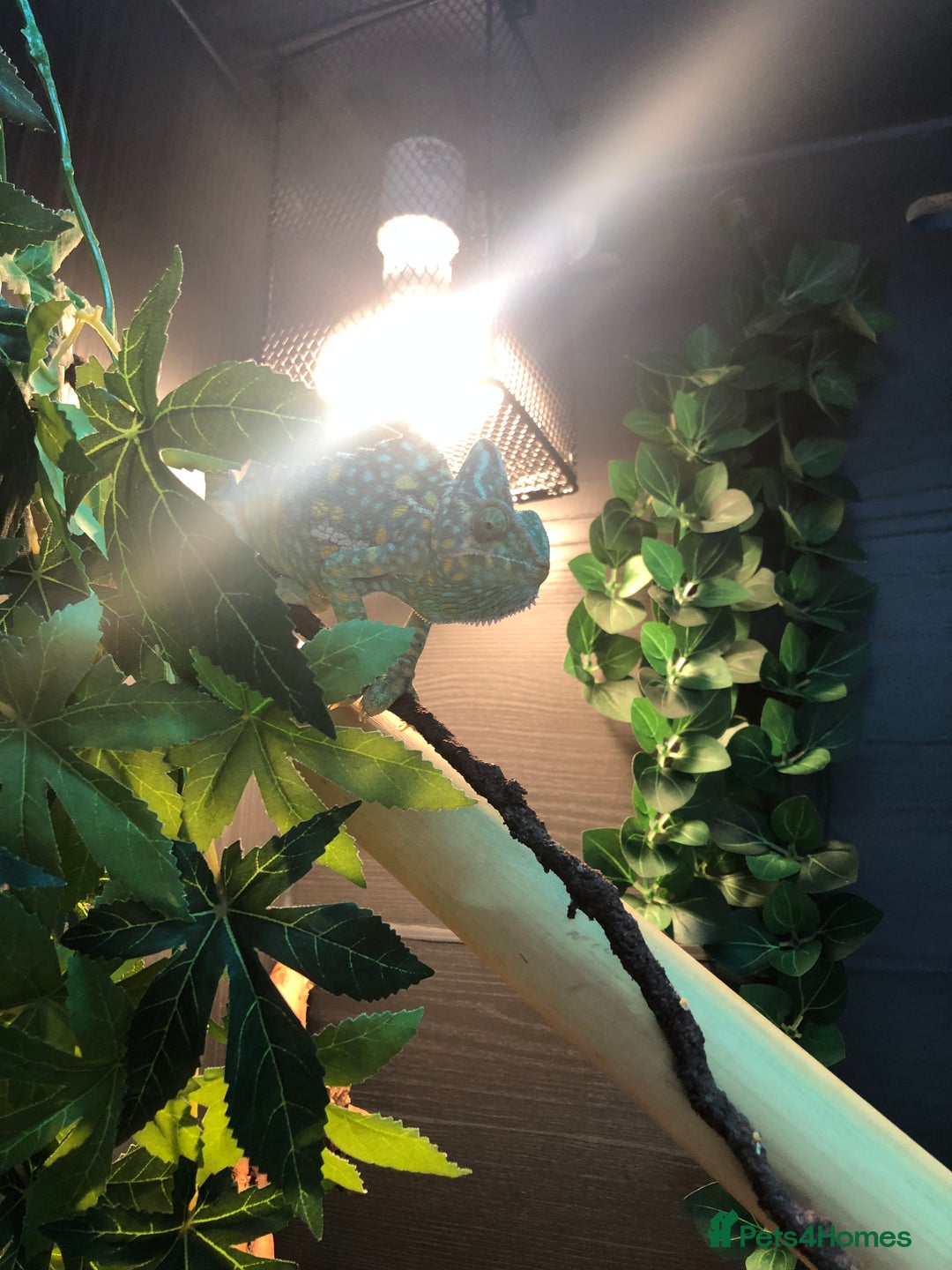 Chameleon reptiles for sale: DELUXE VIVARIUM+TWO JUVENILE YEMEN CHAMELEONS  - Image 4
