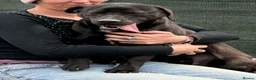 Mixed Breed dogs for adoption: Benny | Bouncy, Loving & Full of Puppy Joy 💜 - Advert 28