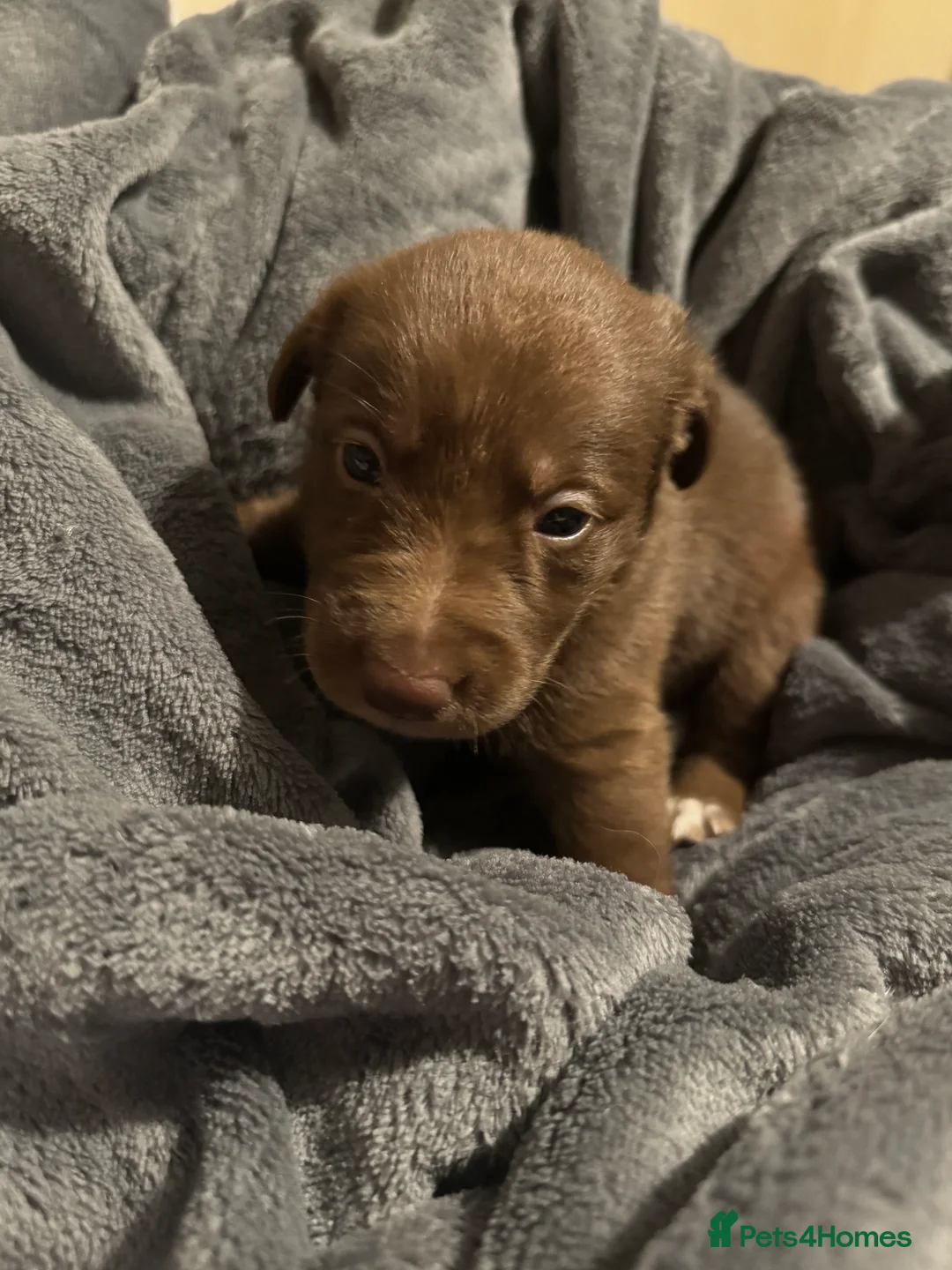 Borador dogs for sale: 8 lab cross collies  - Advert 8