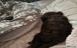 Cockapoo dogs for sale: Choco brown cockapoo for sale - Image 4