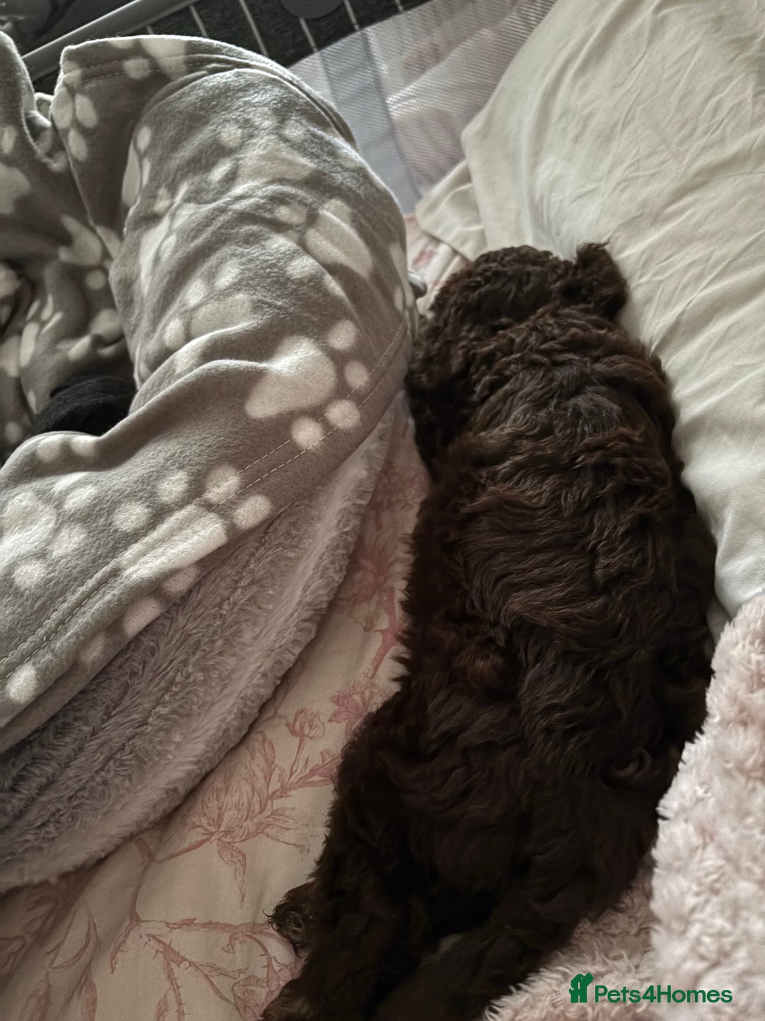 Cockapoo dogs for sale: Choco brown cockapoo for sale - Image 4