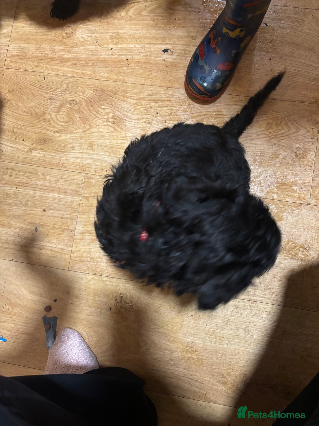 Cockapoo dogs for sale: Cockapoo for sale - Advert 12