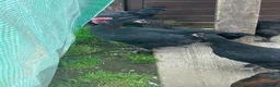 Chickens poultry for sale: French copper black  Marrans - Advert 5