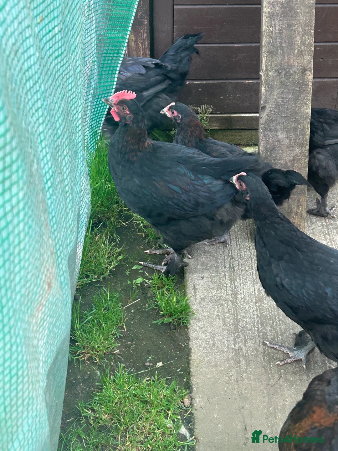 Chickens poultry for sale: French copper black  Marrans - Advert 5