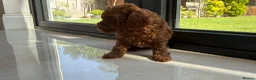Toy Poodle dogs for sale: Gorgeous toy poodle x Asian toy poodle DNA tested - Advert 12