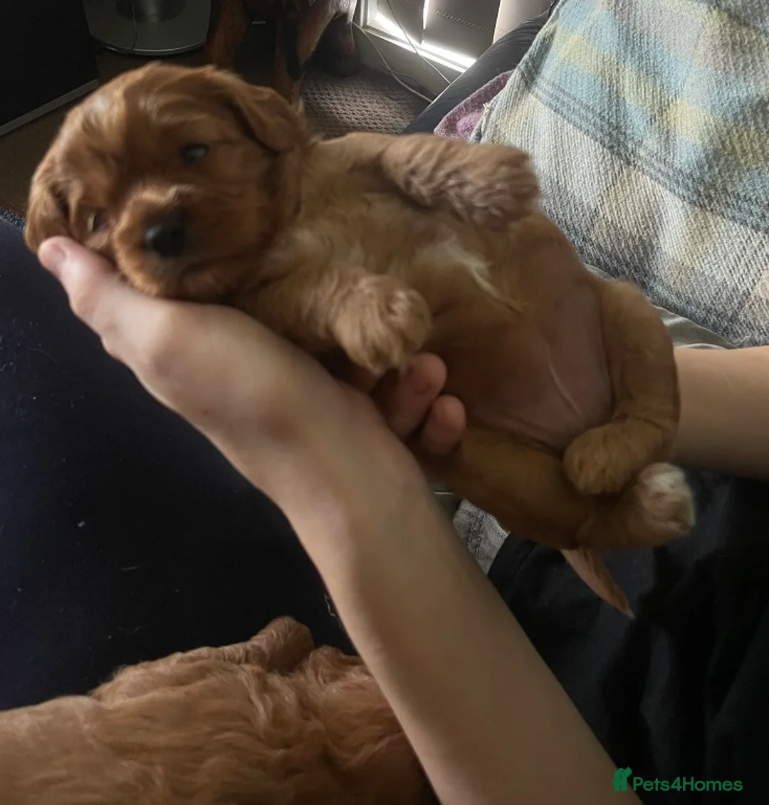 Cavapoo dogs for sale: Ready to go now! Cavapoo puppies - Advert 2