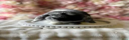 Mini Lop rabbits for sale: Mini lop doe  - Advert 1