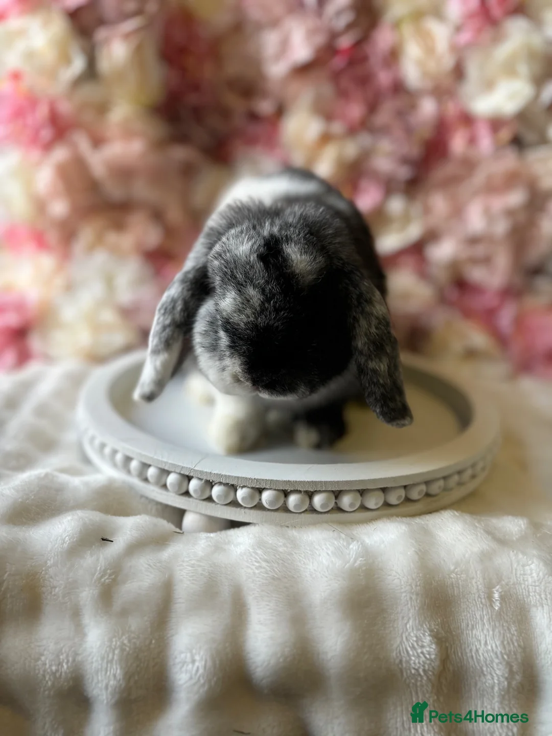 Mini Lop rabbits for sale: Mini lop doe  - Advert 1