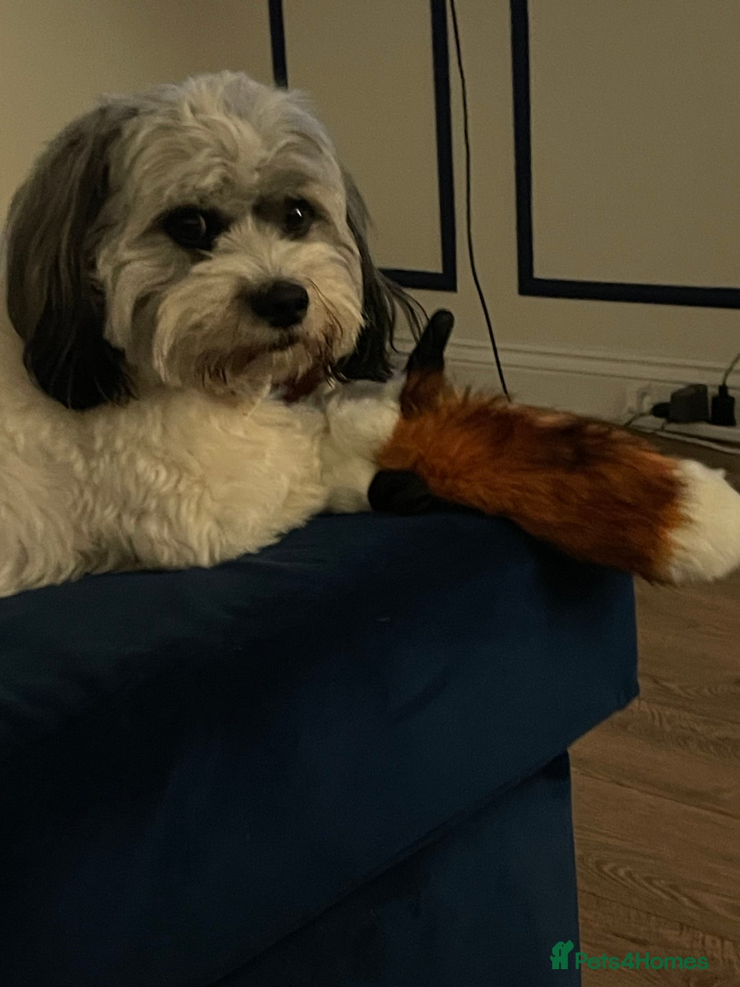 Lhasa Apso dogs for stud: Stud wanted to breed  - Advert 2