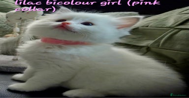 Ragdoll cats - Advert 12