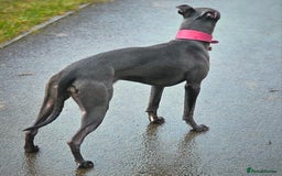 Whippet dogs for sale: KC Registered Blue Laguna Whippets - Image 15