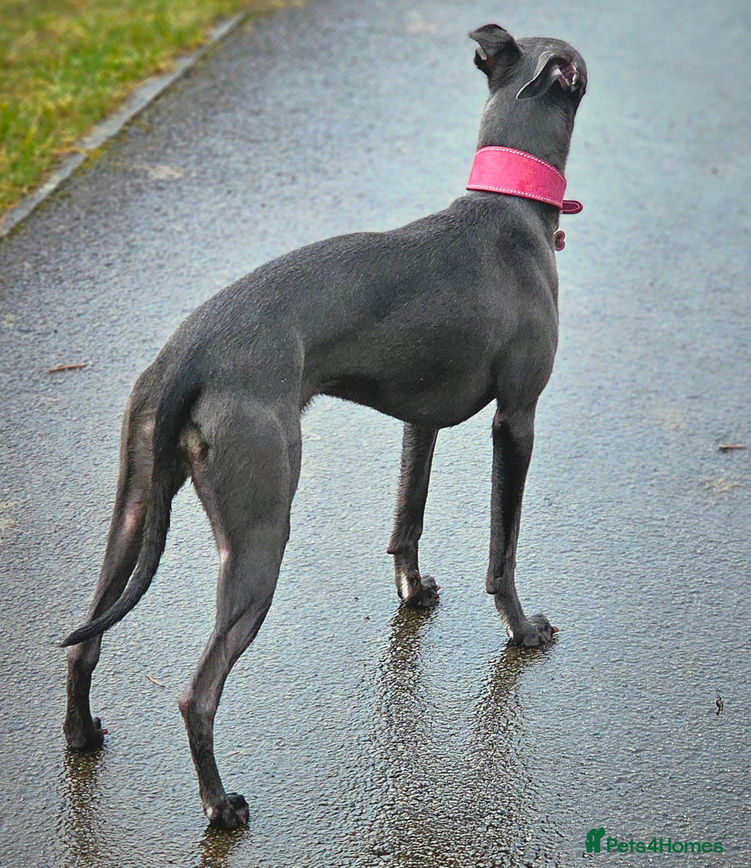 Whippet dogs for sale: KC Registered Blue Laguna Whippets - Image 15