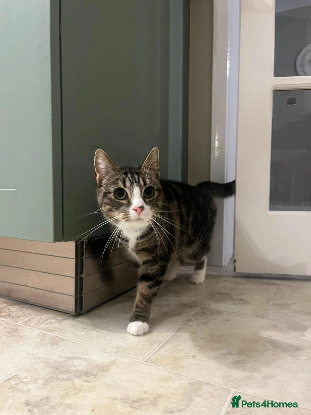 Mixed Breed cats for sale: Marty and Mable - Advert 4