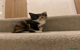 British Shorthair cats for sale: Three kittens ready for new home - Image 4
