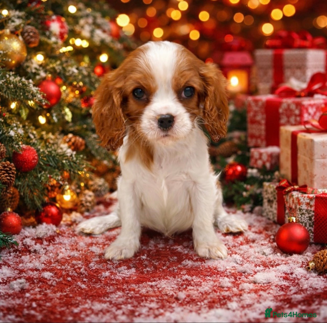 Cavalier King Charles Spaniel dogs KC Cavalier King Charles Spaniel 🧬 Tested Parents - Advert 2