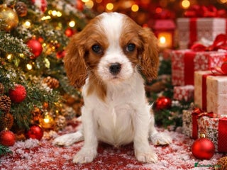 Cavalier King Charles Spaniel dogs KC Cavalier King Charles Spaniel 🧬 Tested Parents - Advert 13
