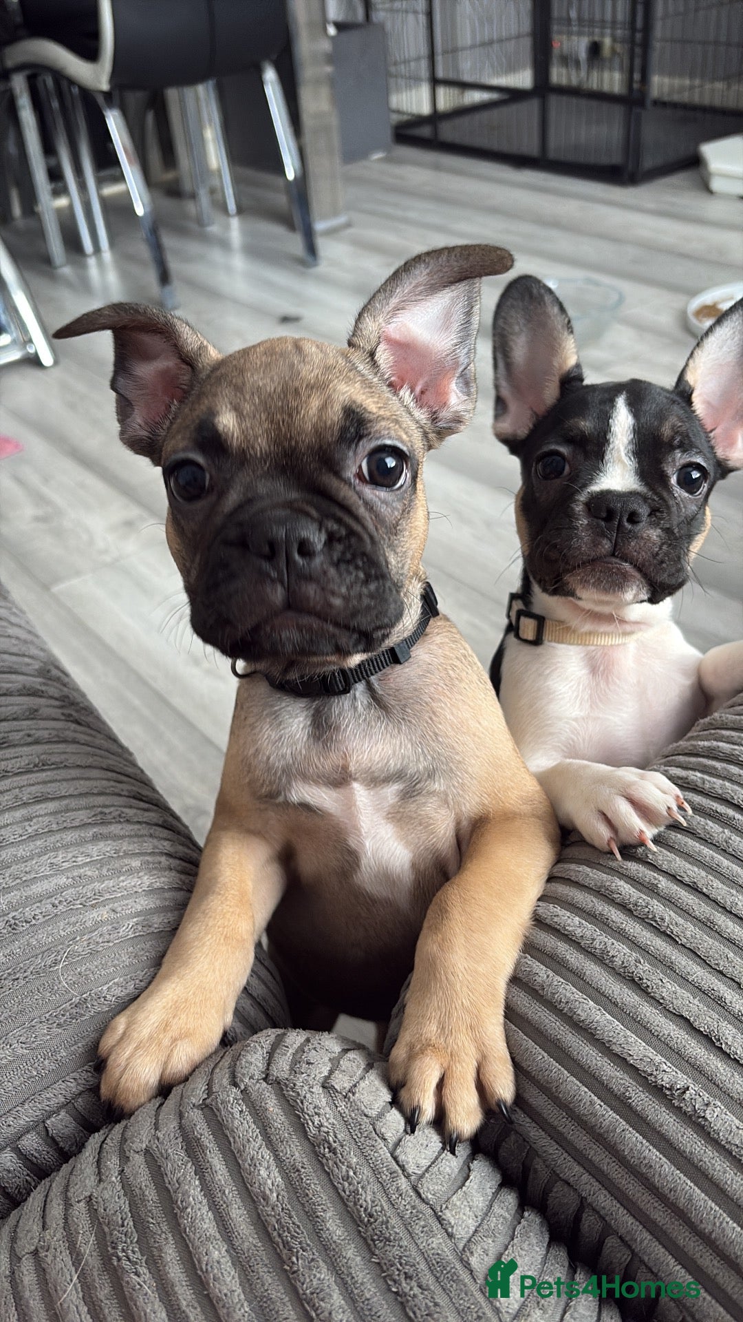 French Bulldog dogs Frenchie Babies READY TO BE REHOMED 😍 - Advert 4
