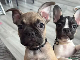 French Bulldog dogs Frenchie Babies READY TO BE REHOMED 😍 - Advert 4