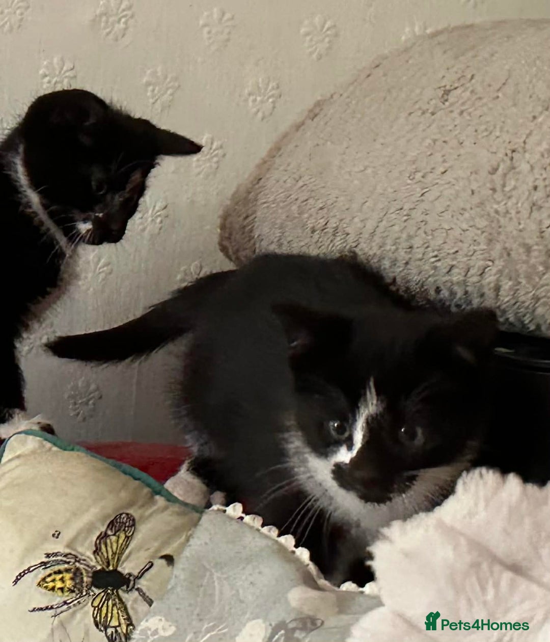 Mixed Breed cats for sale: Kittens  - Advert 12