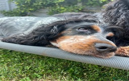 Cocker Spaniel dogs for sale: Beautiful Orange Roan/ Sable Puppies  - Image 15