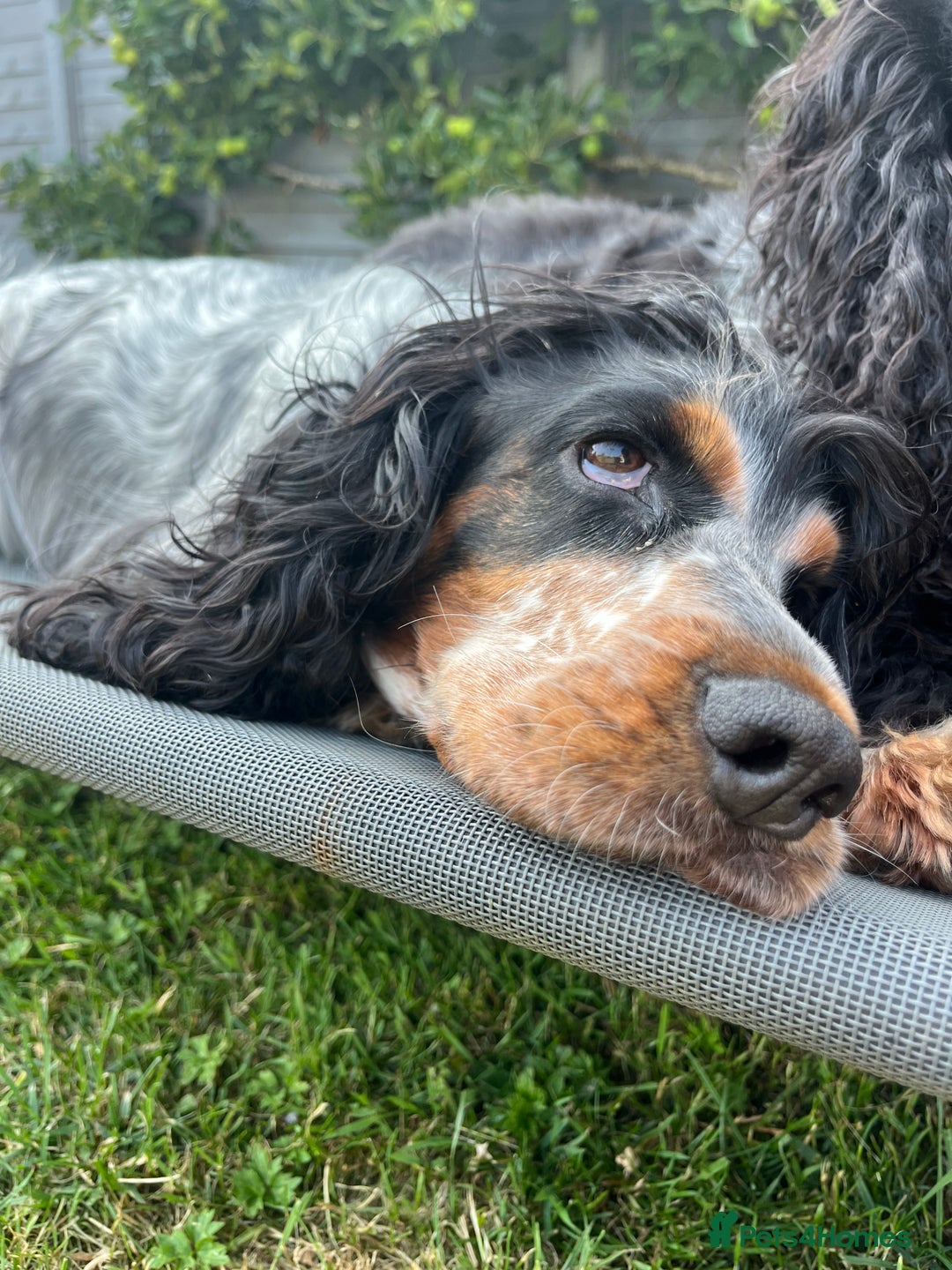 Cocker Spaniel dogs for sale: Beautiful Orange Roan/ Sable Puppies  - Image 15