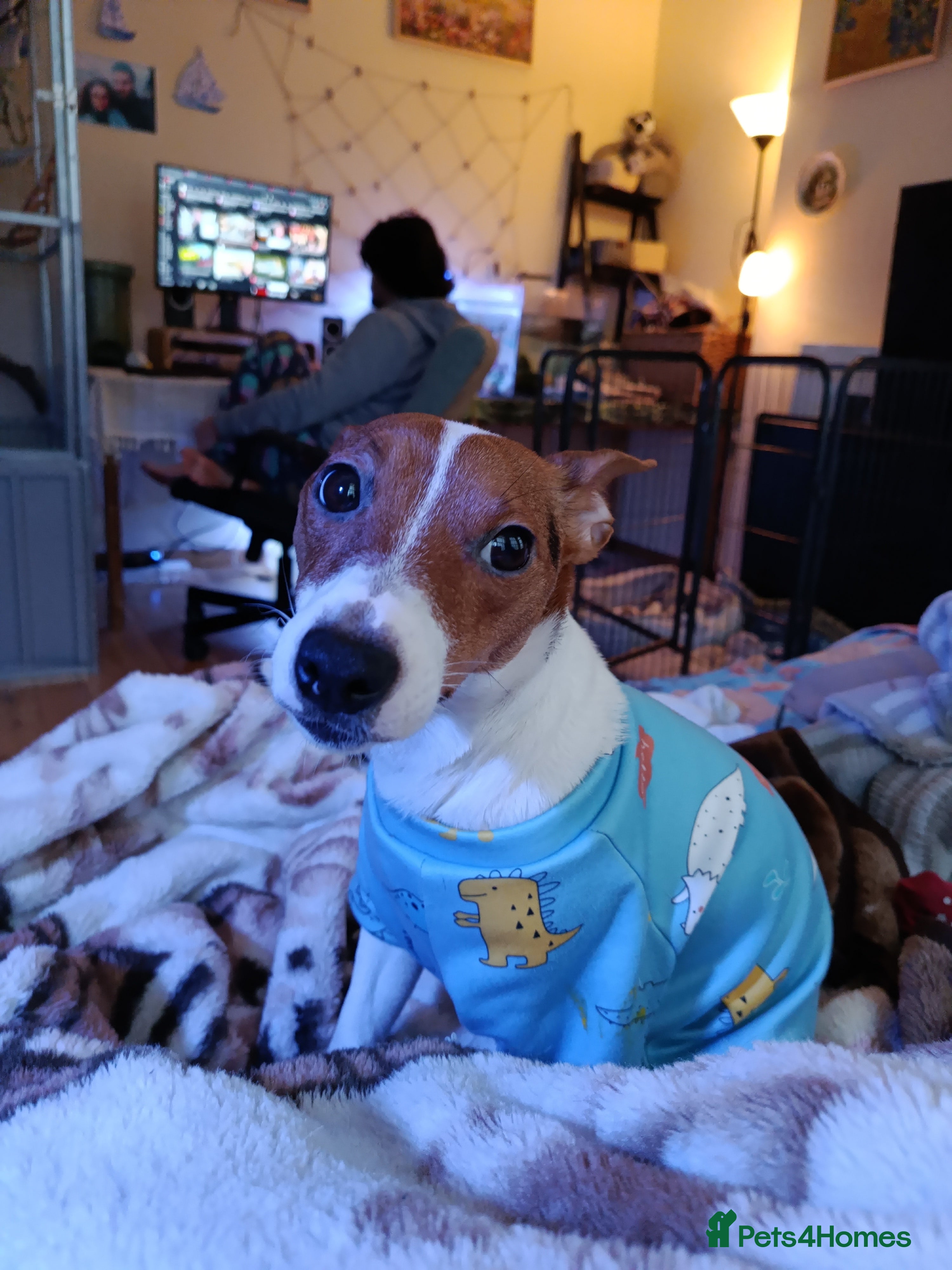 Jack Russell dogs 🤎🐶 Adorable Jack Russell Terrier Puppies✨ - Advert 1