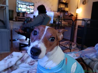 Jack Russell dogs 🤎🐶 Adorable Jack Russell Terrier Puppies✨ - Advert 14