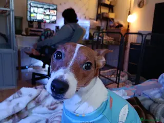 Jack Russell dogs 🤎🐶 Adorable Jack Russell Terrier Puppies✨ - Advert 17