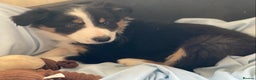 Border Collie dogs for sale: Border Collie Puppies | Health Tested Parents - Advert 11