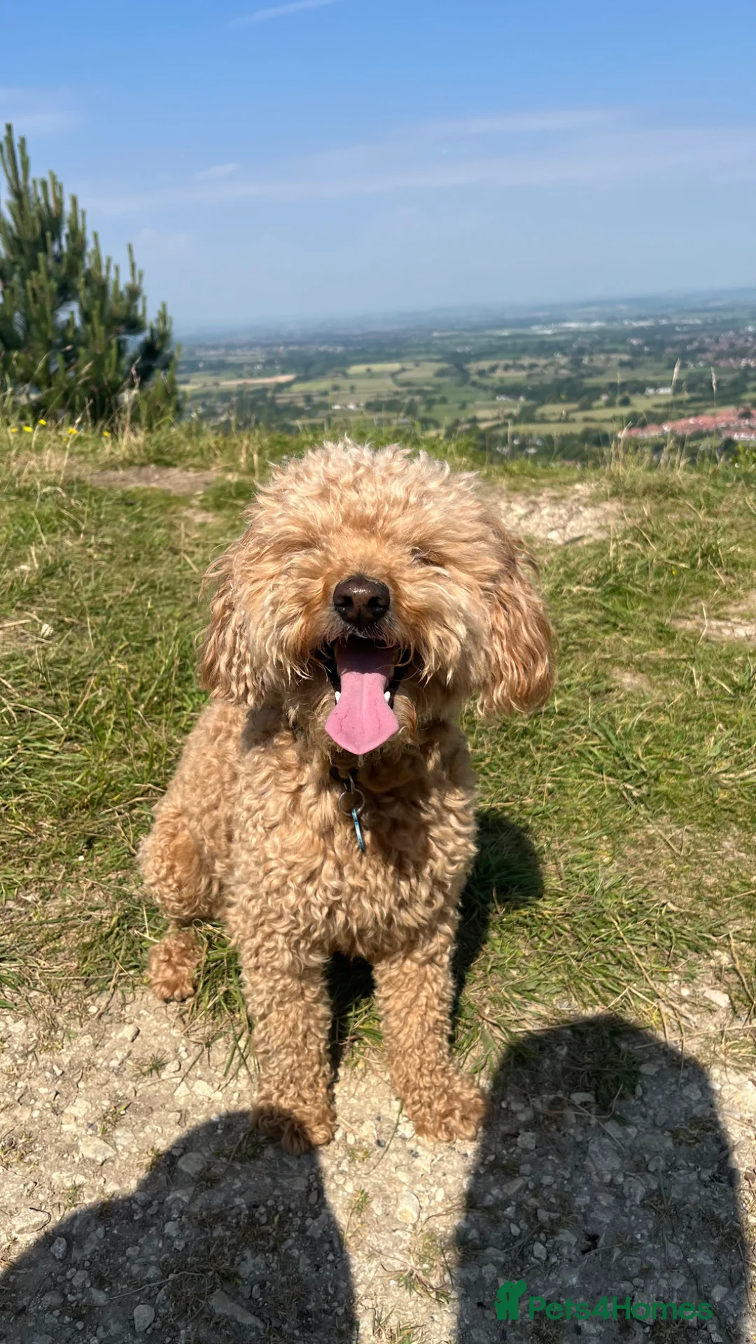 Miniature Poodle dogs for sale: Miniature Toy Poodle - 8yo male  - Advert 7