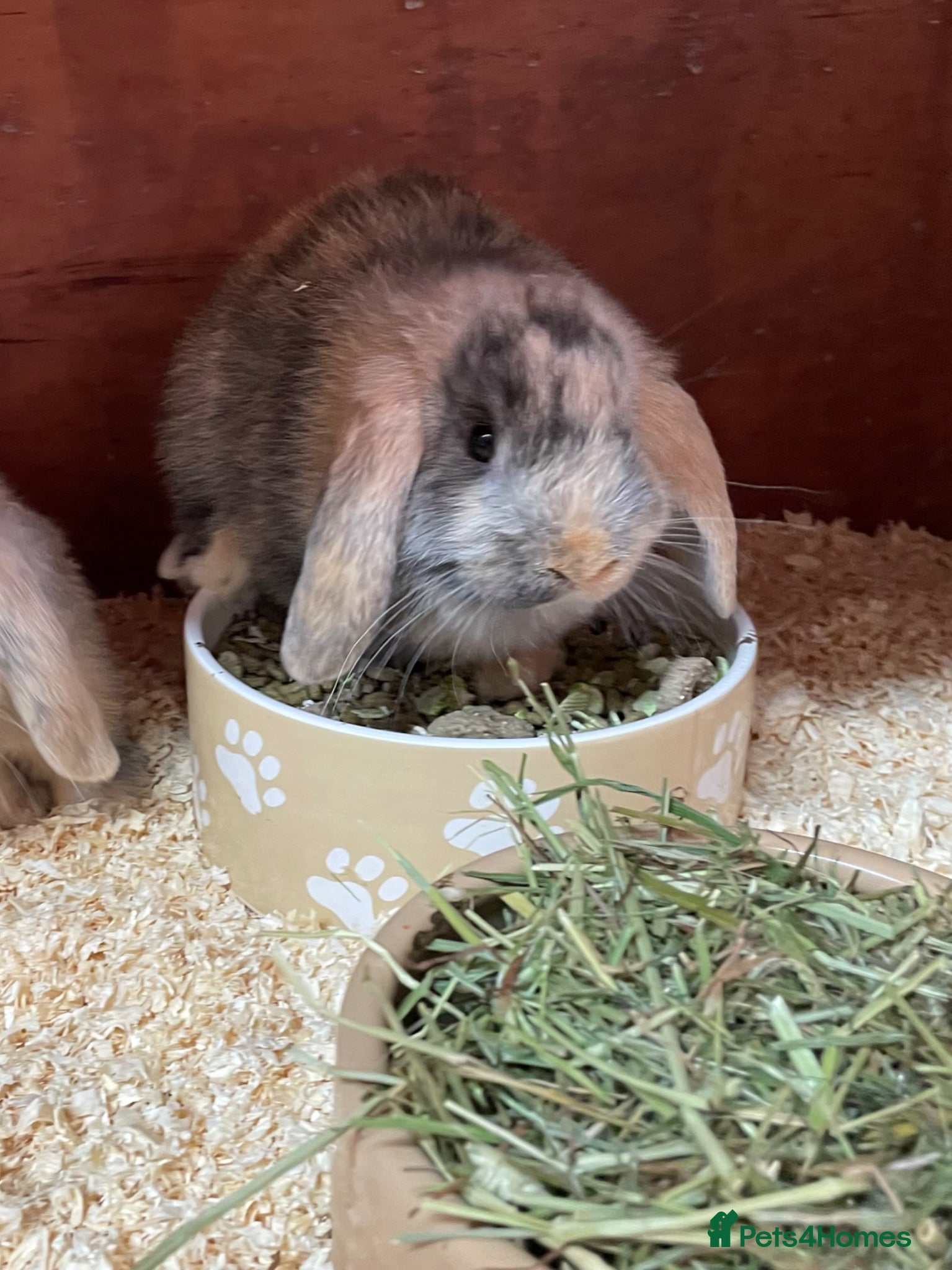 Mini Lop rabbits Beautiful mini lops - Advert 2