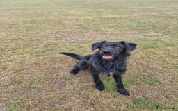 Mixed Breed dogs for sale: Shepadoodle  - Image 3