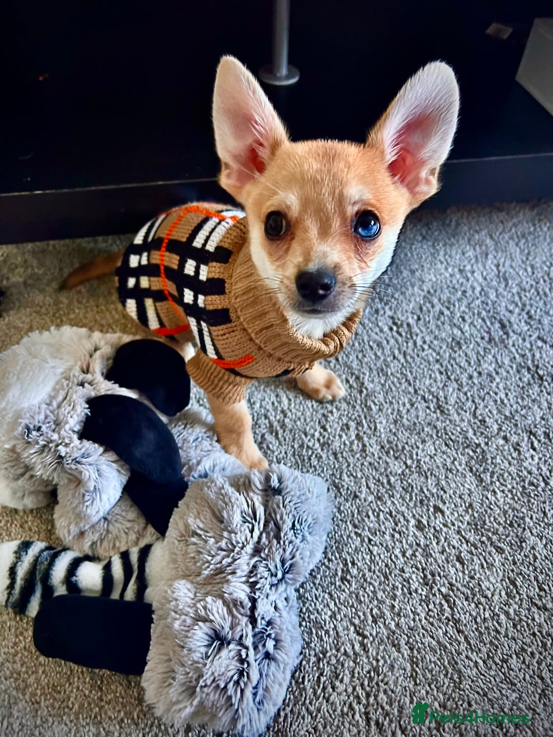 Chihuahua dogs for sale: MERLE CHIHUAHUAS 🐶 2 BOYS 1 GIRL STILL AVAILABLE - Advert 3