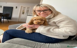 Cocker Spaniel dogs for sale: GOLDEN SHOW COCKER PUPPIES  - Image 13