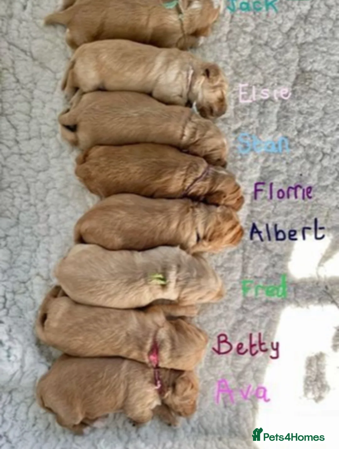 Labradoodle dogs for stud: Multigen/F3b Labradoodle Stud in Calne - Advert 27