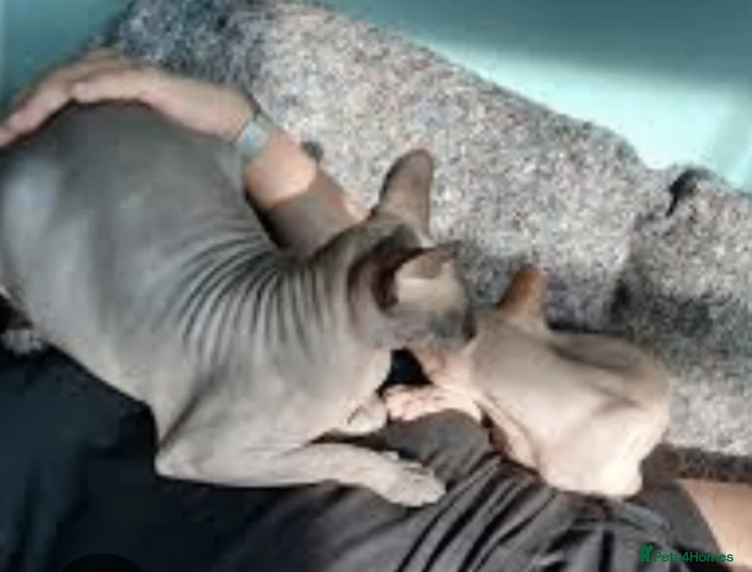 Sphynx cats for sale: Beautiful girl  - Advert 2