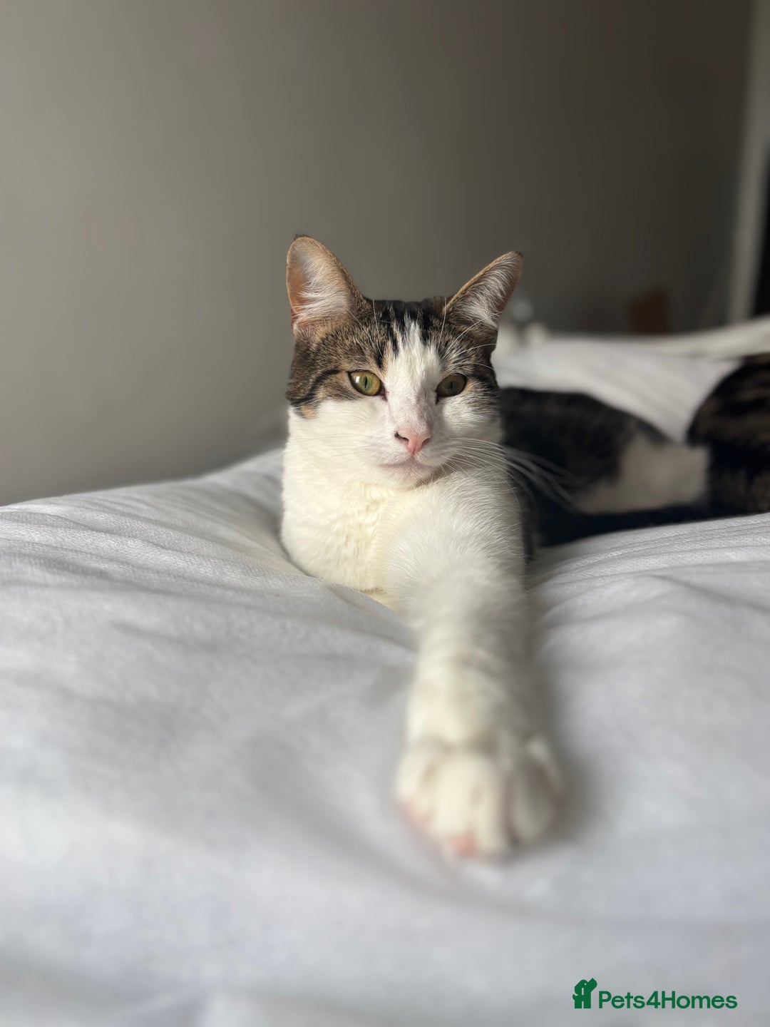 British Shorthair cats for sale: Both together  - Image 9