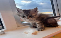Maine Coon cats for sale: 5 Amazing Maine Coon kittens  - Image 14