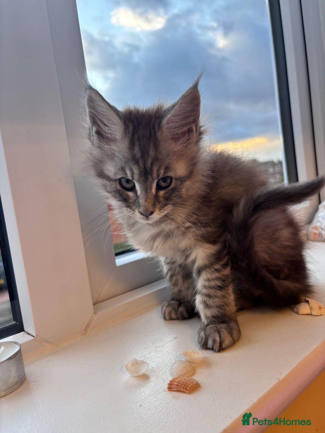 Maine Coon cats for sale: 5 Amazing Maine Coon kittens  - Image 14