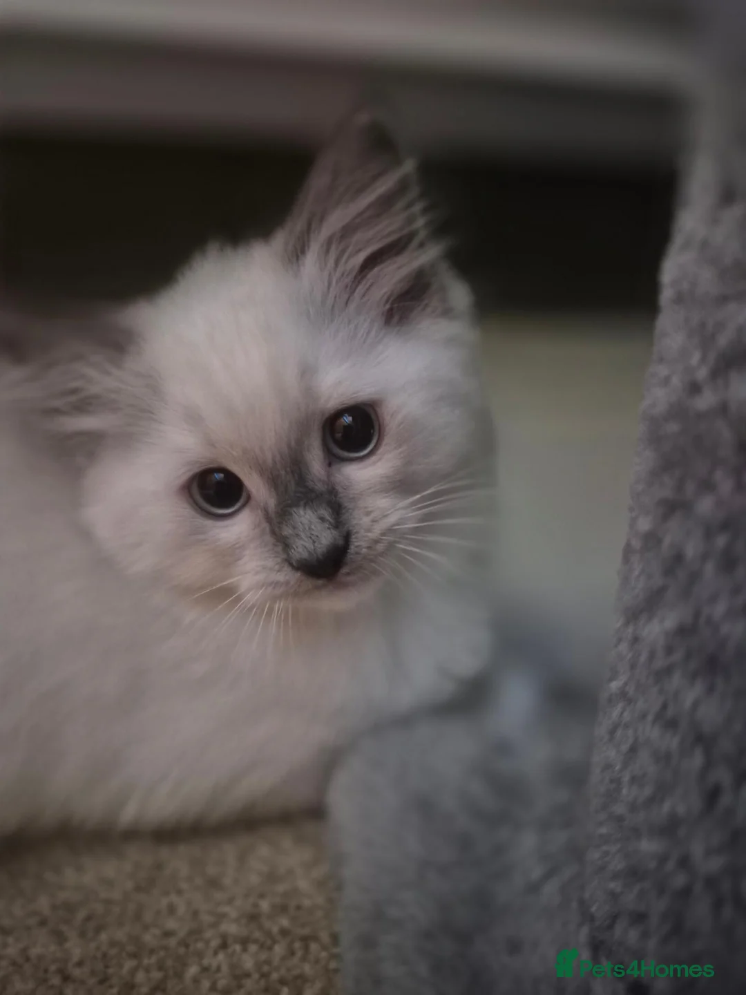 Ragdoll cats for sale: Ready now 2 Ragdoll Boys Looking for Forever Homes - Advert 2