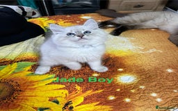 Ragdoll cats for sale: ❗️❤️5 Incredibly Beautiful Ragdoll Kittens❤️🐈  - Image 30