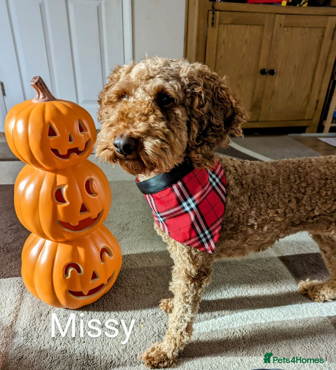 Miniature Poodle dogs for sale: Champion Line. KC Registered Fully health tested - Advert 2