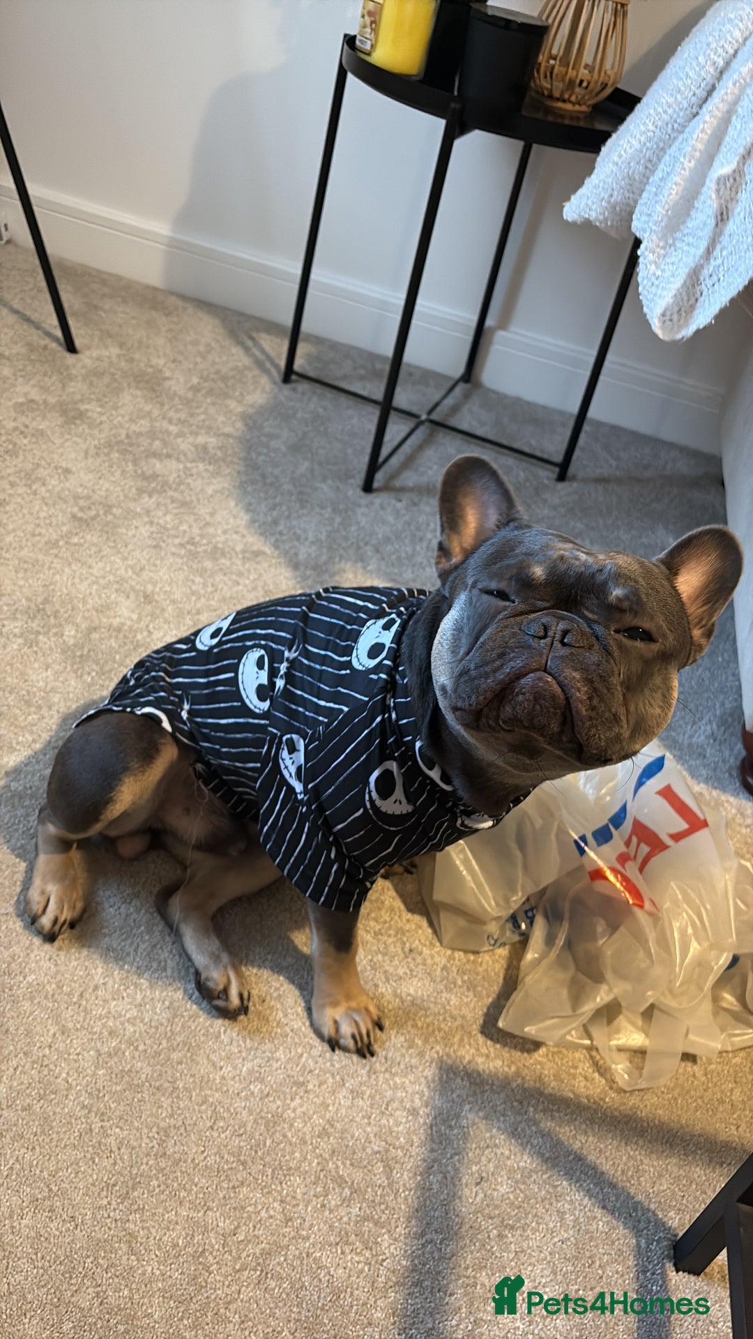 French Bulldog dogs for sale: French bulldog Male - Advert 3