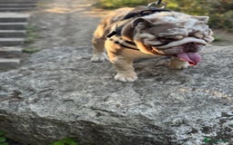 English Bulldog dogs for stud: Grizzly ready to stud  - Image 9