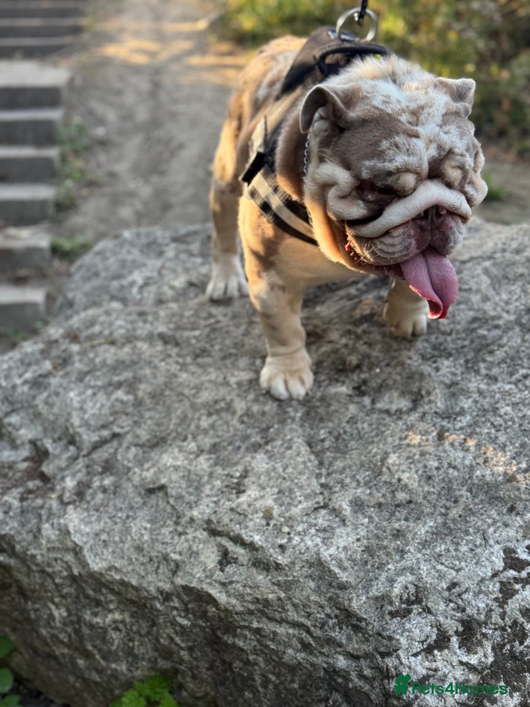 English Bulldog dogs for stud: Grizzly ready to stud  - Image 9